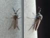 Dasyhelea sp.